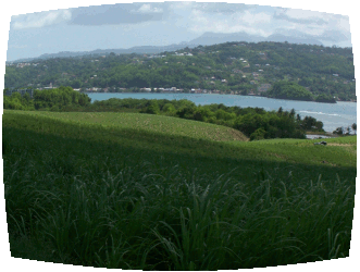 la canne a sucre en Martinique