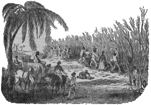 Cane harvesting