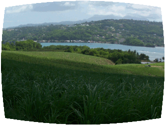 Champ de canne