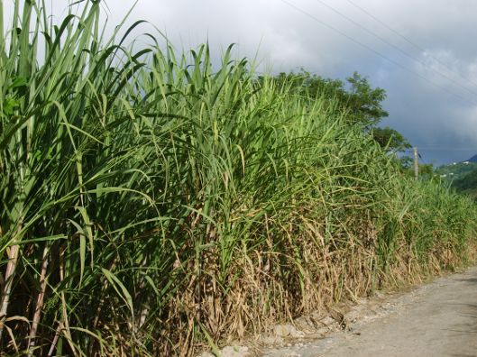 Sugar cane field