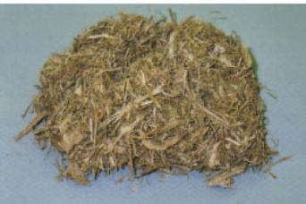 Bagasse Bagasse