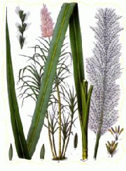sugarcane Sugarcane