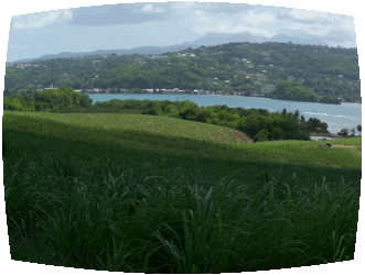 la canne à sucre en Martinique la canne a sucre en Martinique