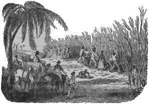 Cane harvest, mid 19th century - Rhums et eaux de vie de canne D Kervegant - 1946 Cane harvesting